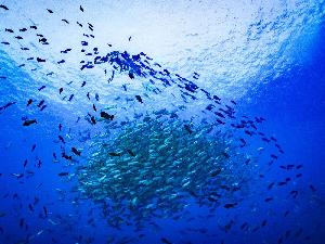 GO!GO!re Auto Trading