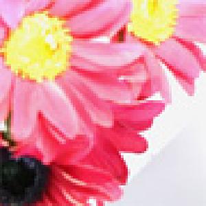 Vivid-Mix Auto Trading