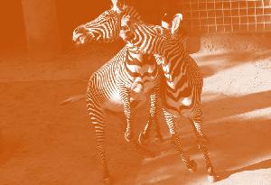 シマウマスタンダードサイティング1