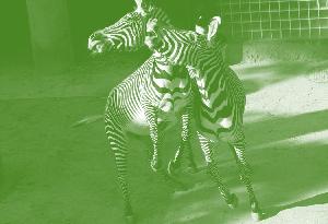 シマウマトレンドスタートサイティング2