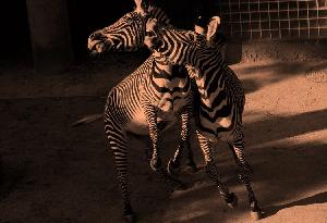 シマウマ6 Auto Trading