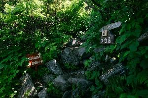 Day Trip Auto Trading