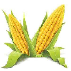 MM_hist_wgo Auto Trading