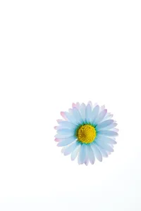 課金商品（初月無料-有料オプションなし）テスト Indicators/E-books