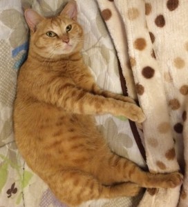 まねきねこNYサーバーのEA