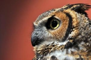 Volatility master_goid