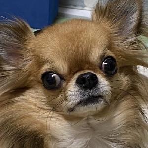 bol-HLt（2024年3月11日～）