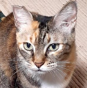 Venus120F2_AUDNZD_M1