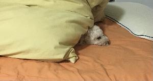 フェニックス100万円：2025.2.6～掛金増量検証