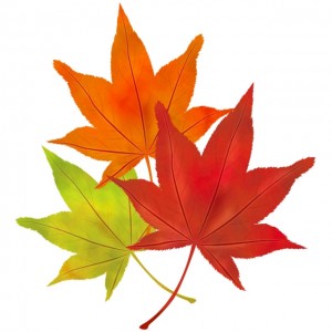 れいに Centerfold