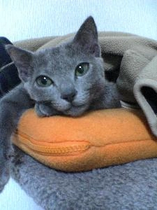 ゆっくりEAで悠々自適　太陽（GoldEA）(8/19 破綻）