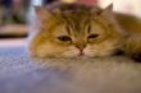 ねこトレーダー